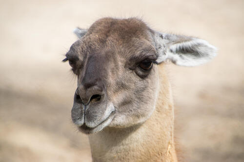 Lama portrait